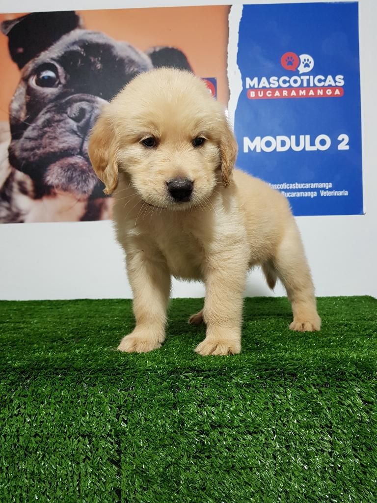 Cachorros Golden Retriever Disponibles