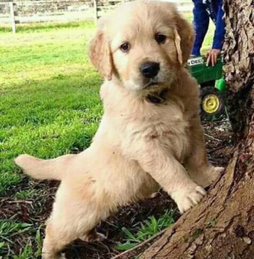 Cachorros Golden Retriver