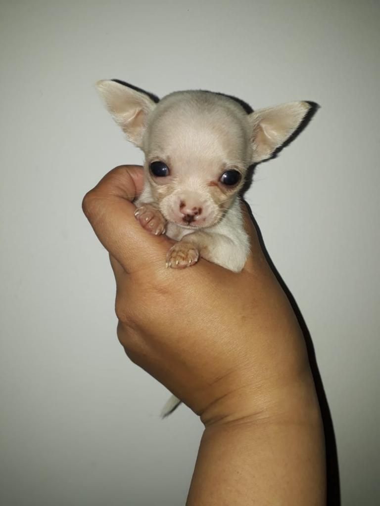 Chihuahua Hembra Blanca Micro!