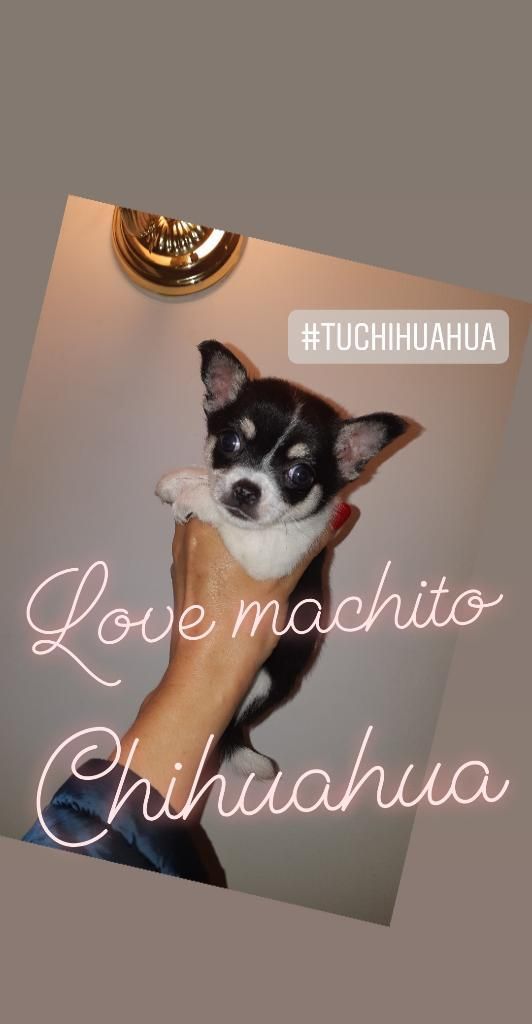 Chihuahuas Colombia