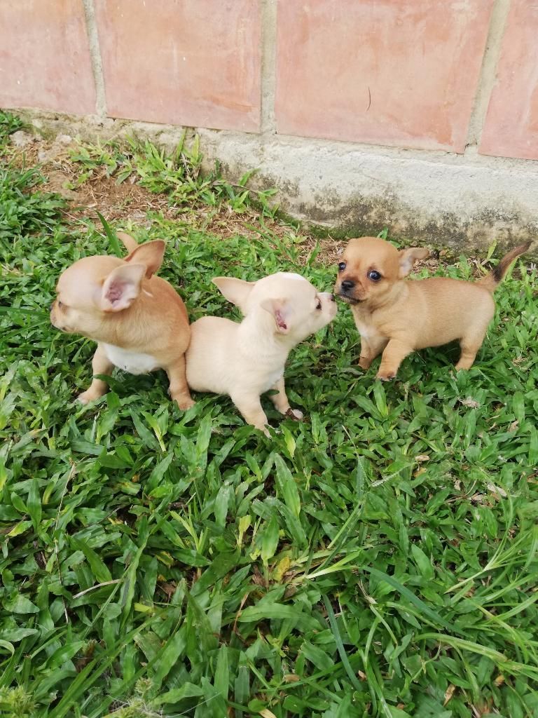Chihuahuas Pelo Liso Minis