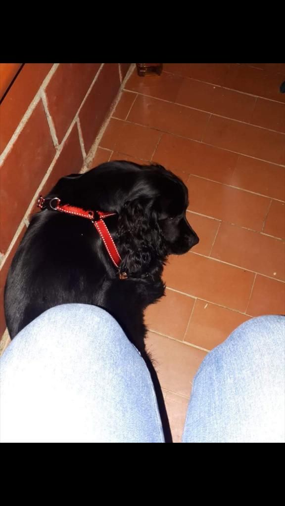 Coker Spaniel Busca Novio