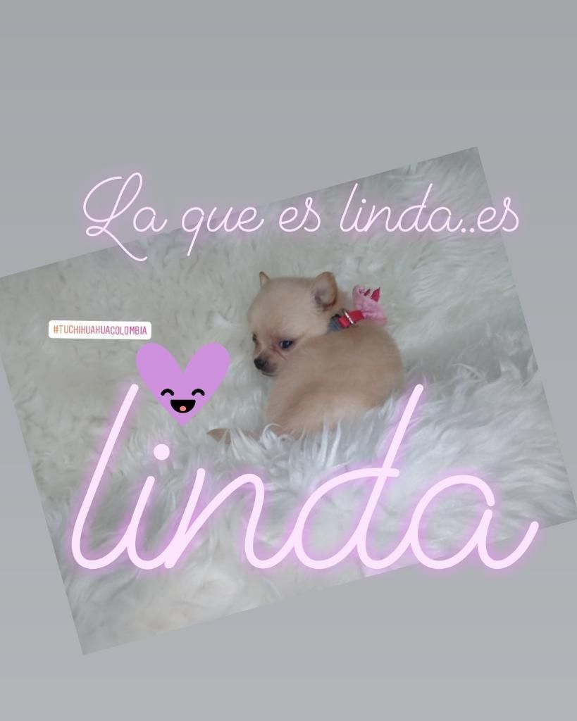 Divinaa Teacup! Chihuahua Beige For Sale