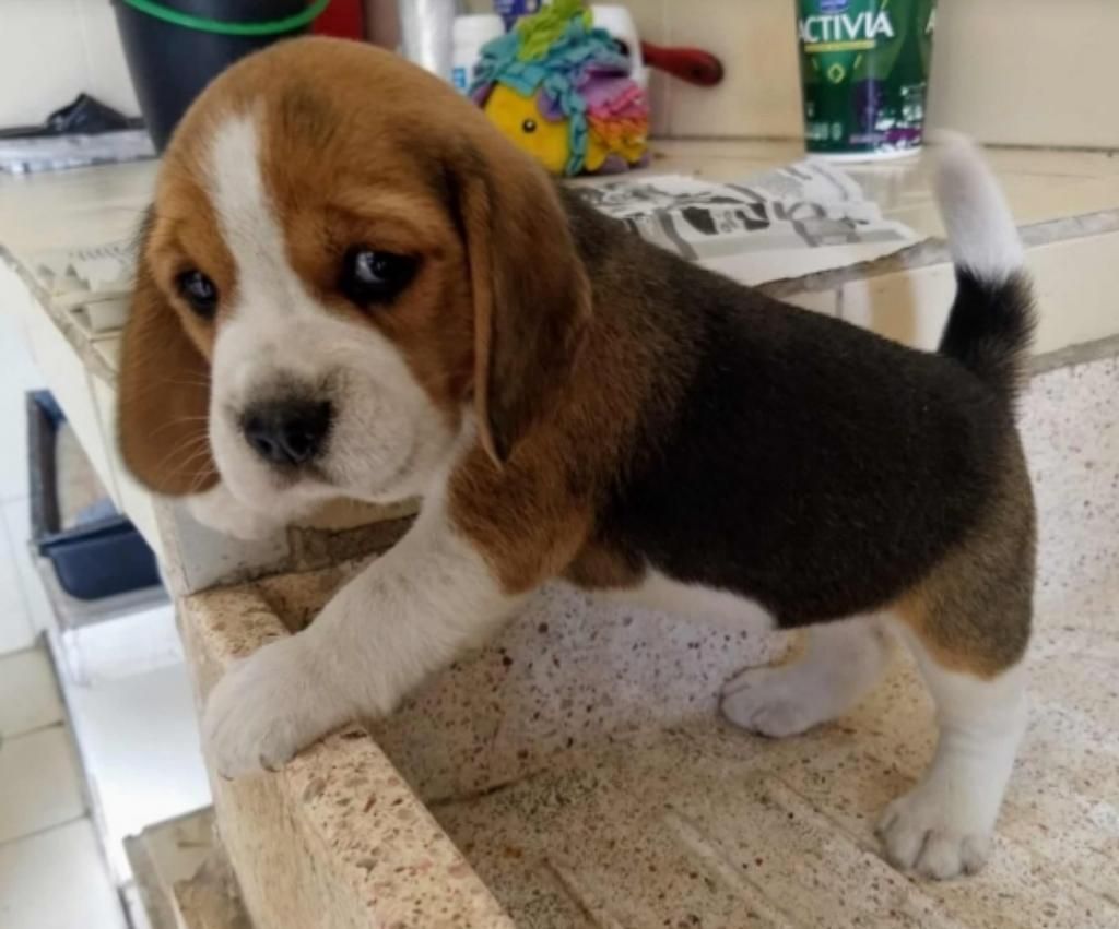 Divinos Cachorros Beagle