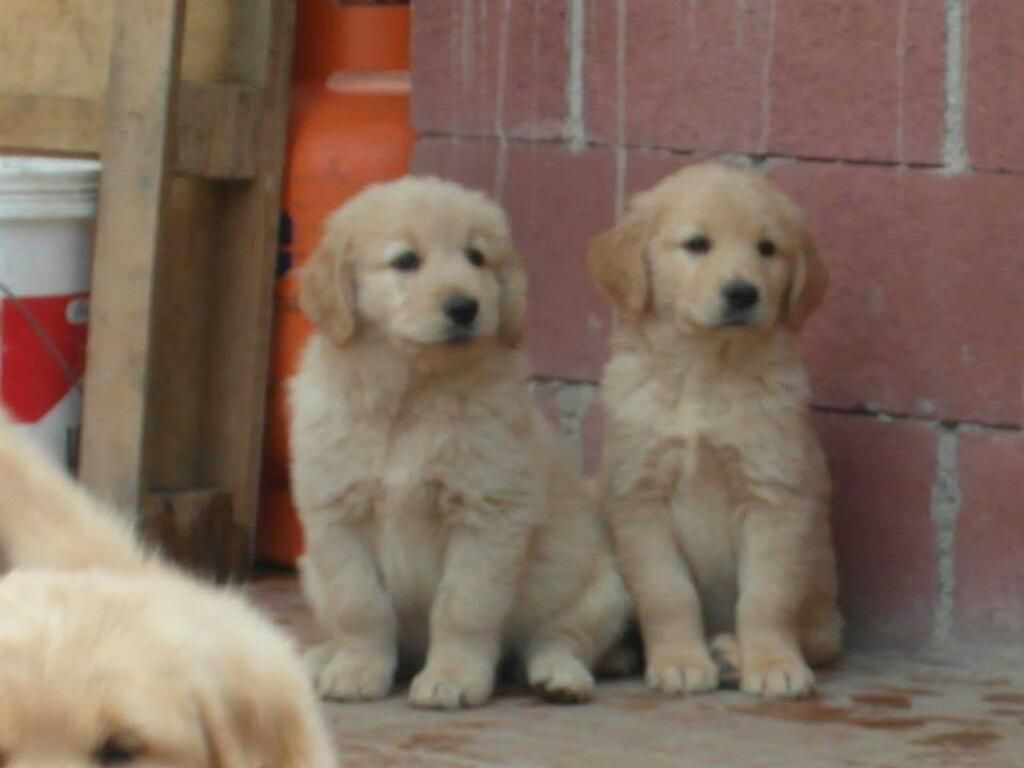 Excelentes Cachorros Golden Retriever