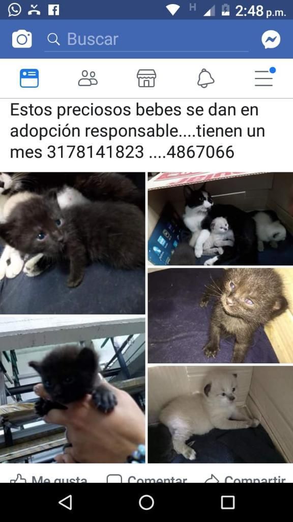Gaticos para Adopcion