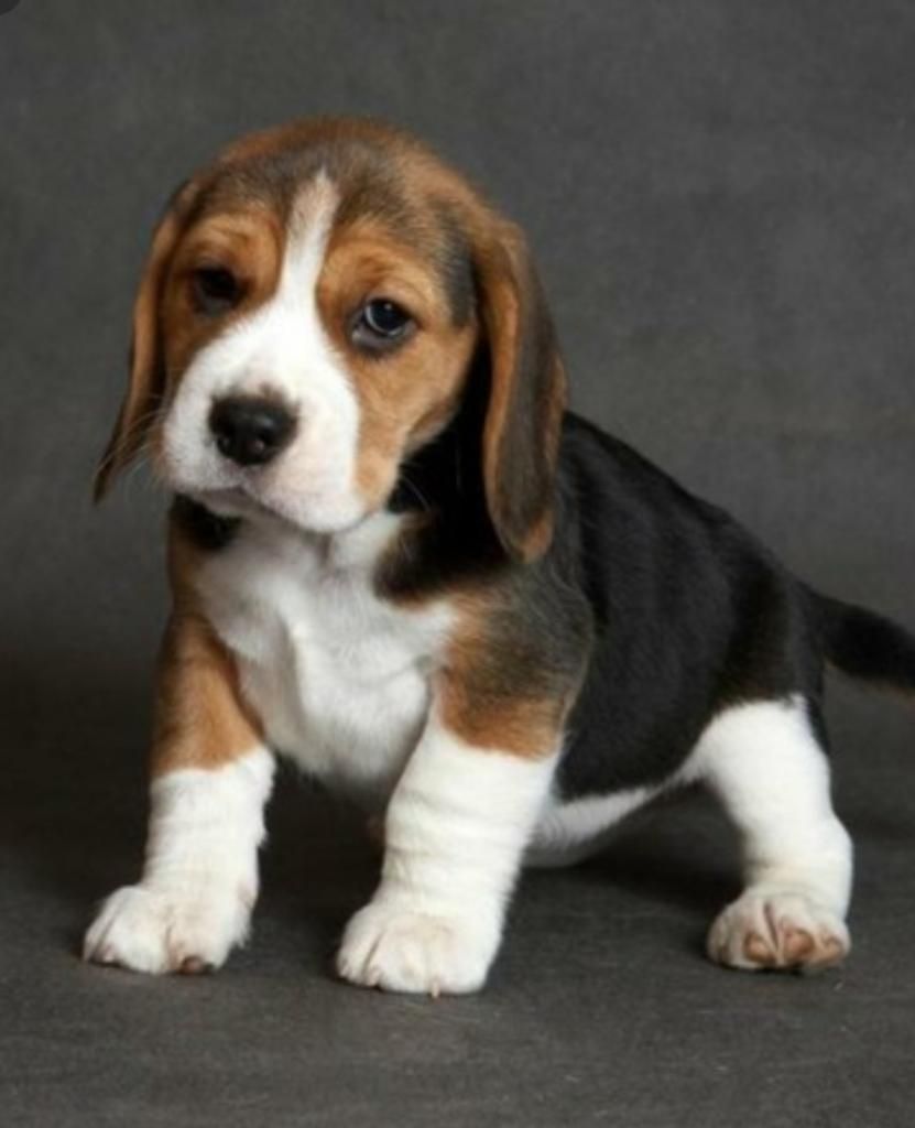 Graciosos Cachorros Beagle