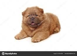 HEMBRAS COLOR DORADAS OSCURAS CHOW CHOW EN VENTA REF 