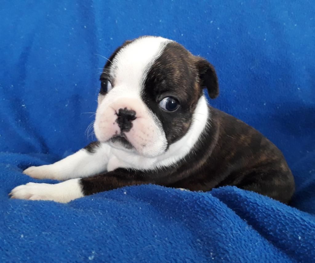 HERMOSOS CACHORROS BOSTON TERRIER CUMPLIENDO 100 ESTANDAR