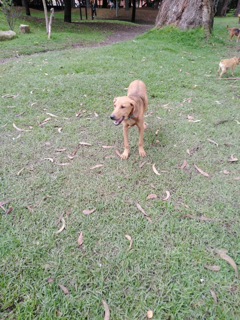 Hermosa Perrita Galga en Adopcion