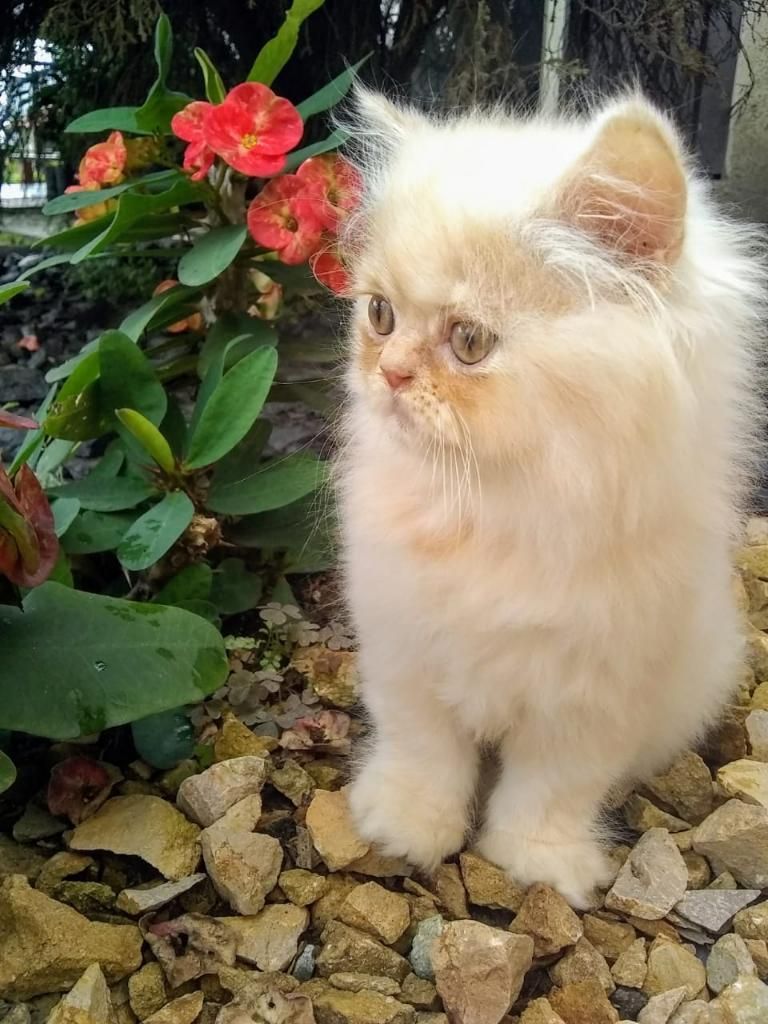 Hermoso Gato Persa