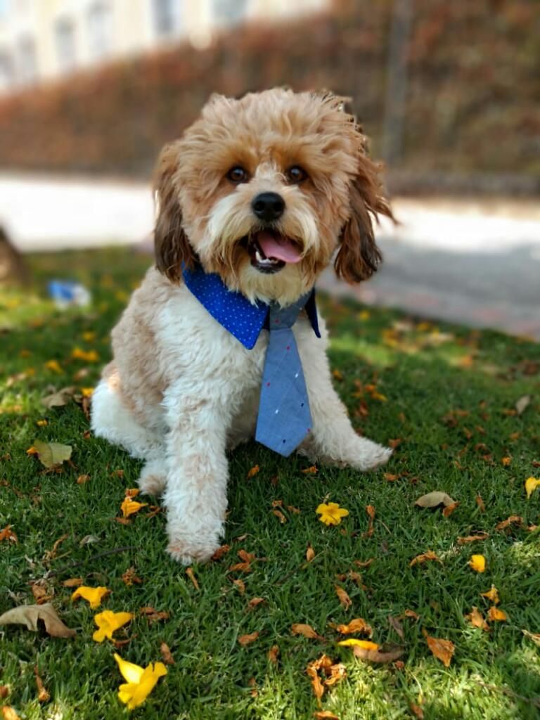 Hermosos Accesorios para Tu Amigo Peludo