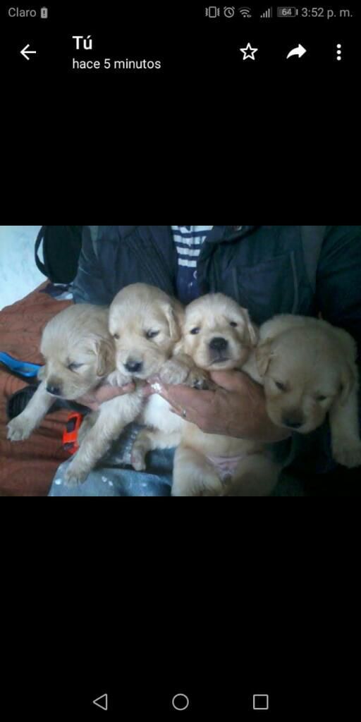 Hermosos Golden Retriever Bellos