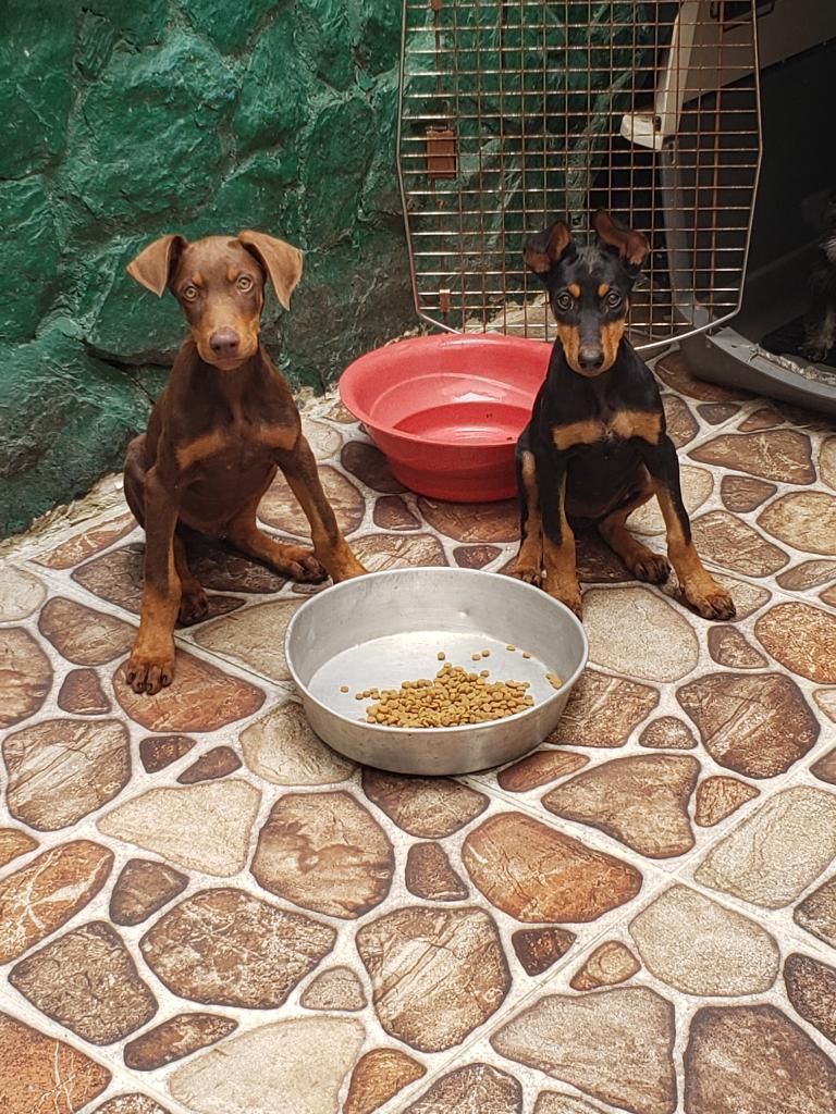 Macho Y Hembra Doberman