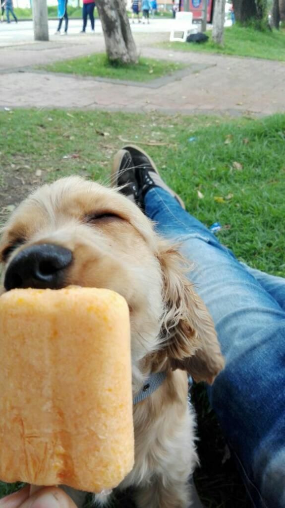 Paletas para Peludos Perros Gatos