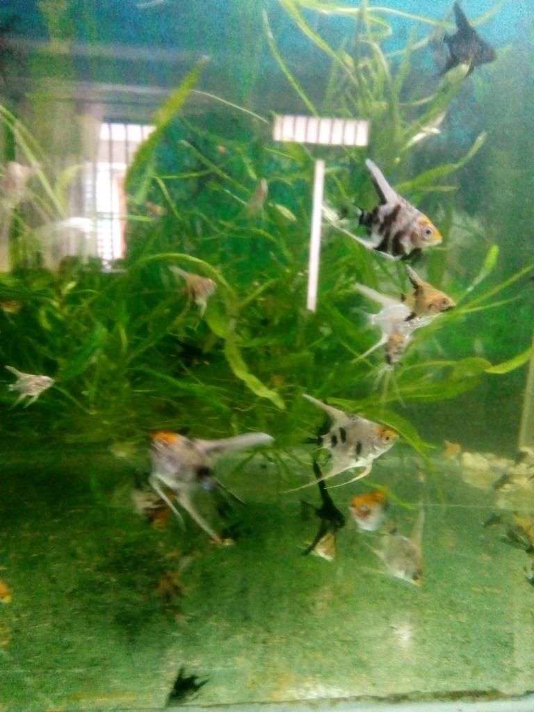 Peces Cali