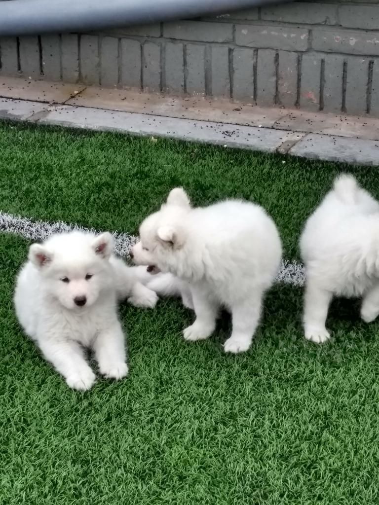 Peluditos Perros Samoyedo