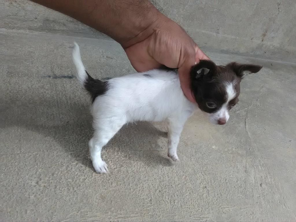 Perros