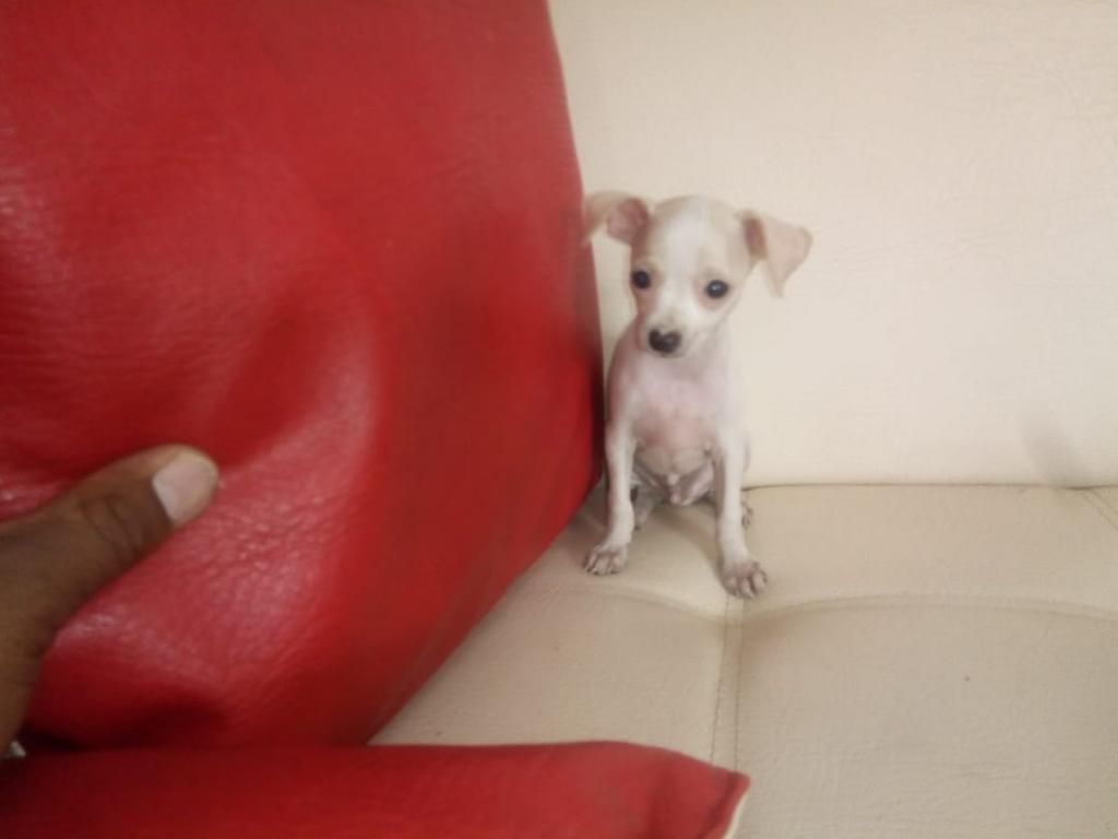Pinscher Machos Y Hembras