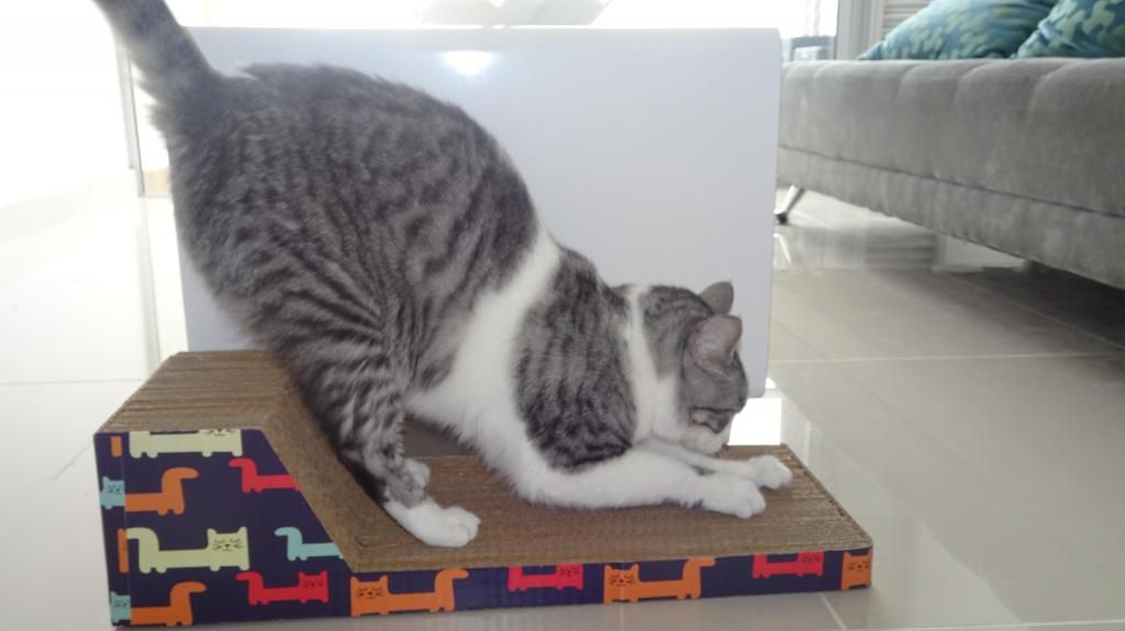Rascador de cartón Para Gatos (L)