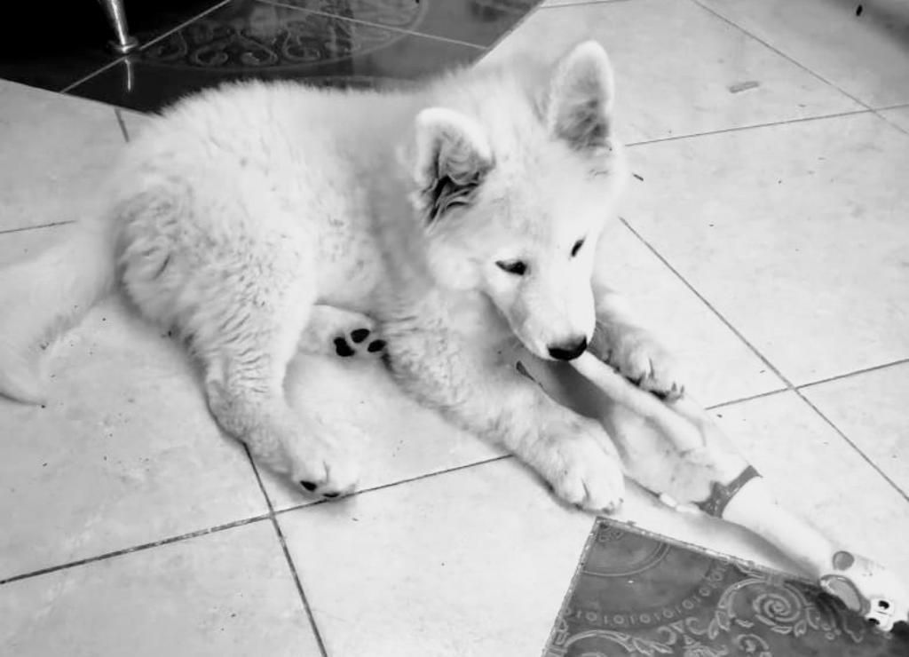 Samoyedo Cachorra de 3 Meses Y Medio