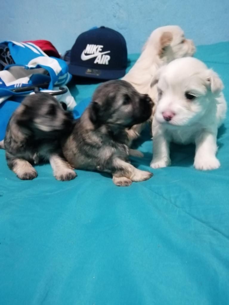 Schnauzer a La Venta