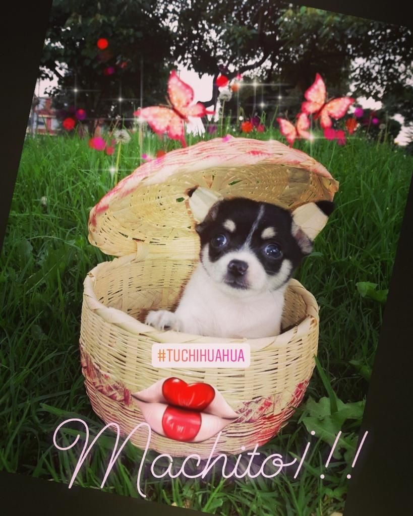 Teacup Macho Chihuahua For Sale!!!!