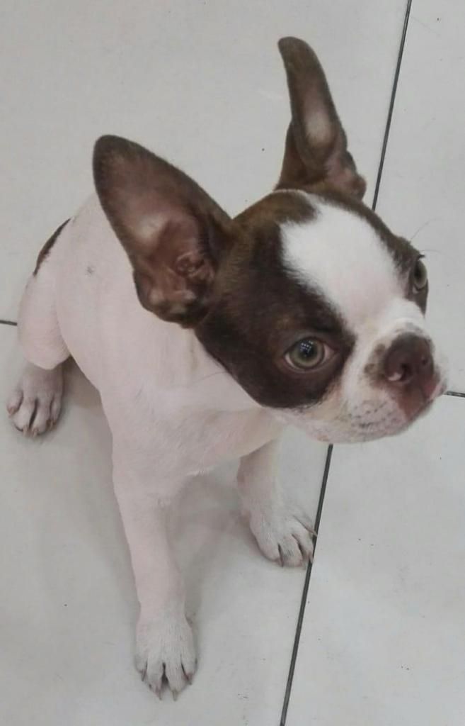 VENDO MONTADA DE BOSTON TERRIER