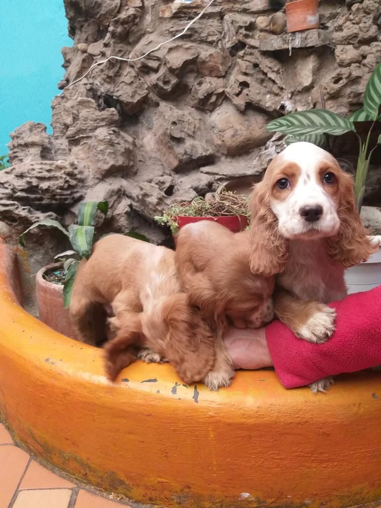 Vendo Cachorros Cocker