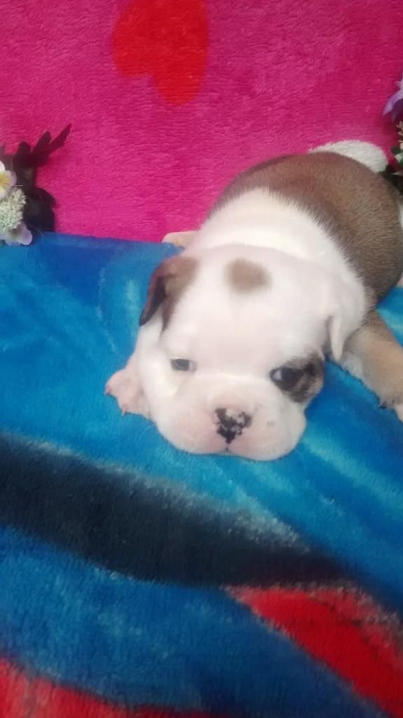 Vendo Hermoso Bulldog Ingles