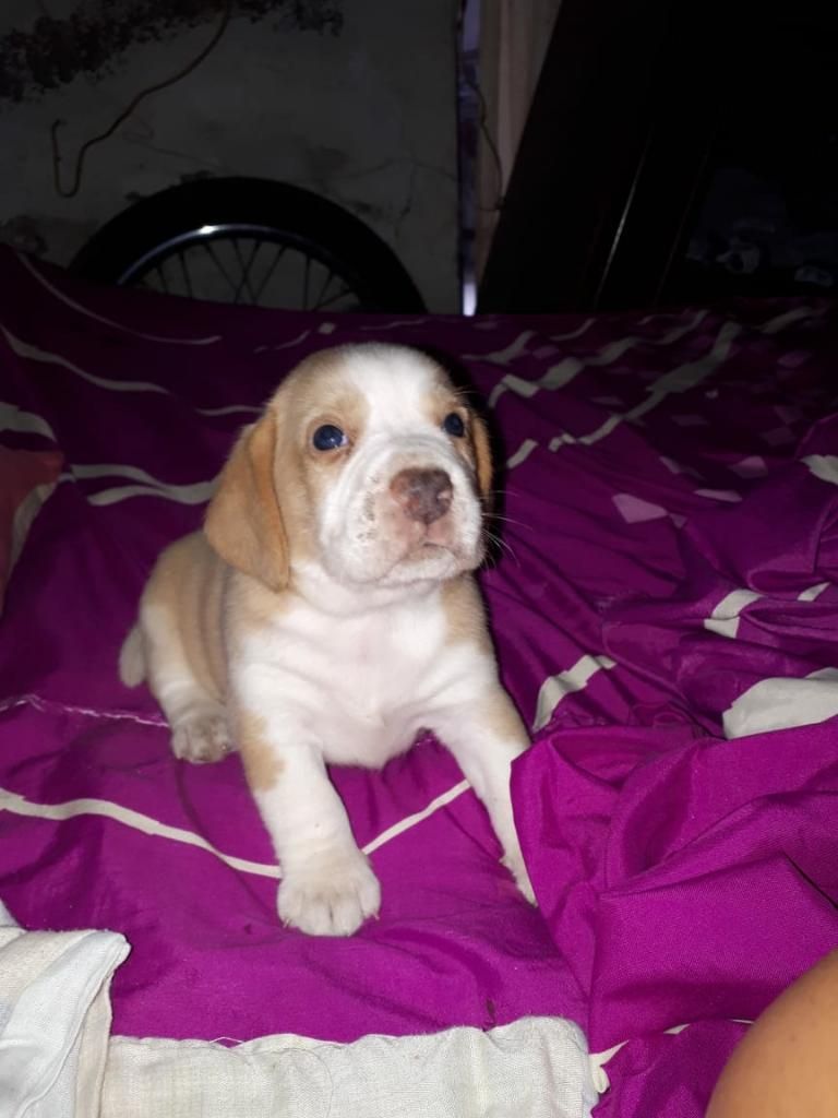 Vendo Hermoso Perrito Beagle