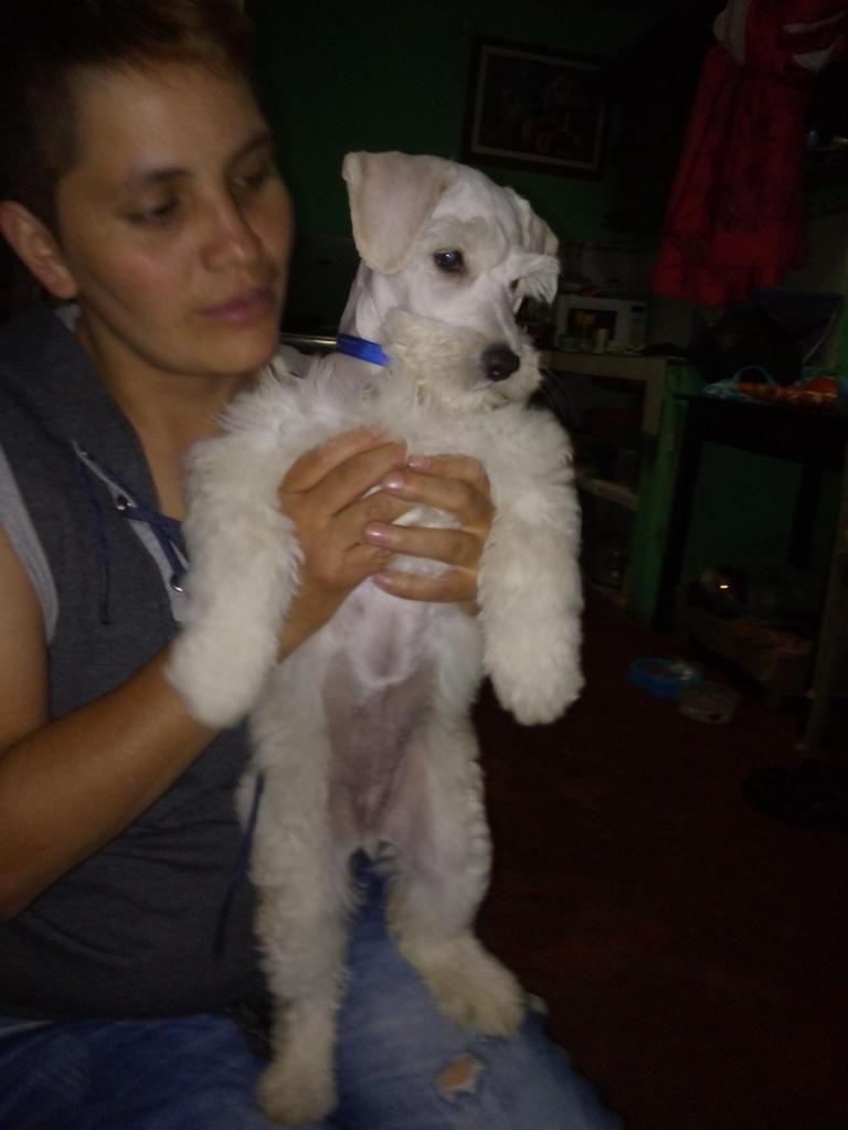 Vendo perrita 3 meses