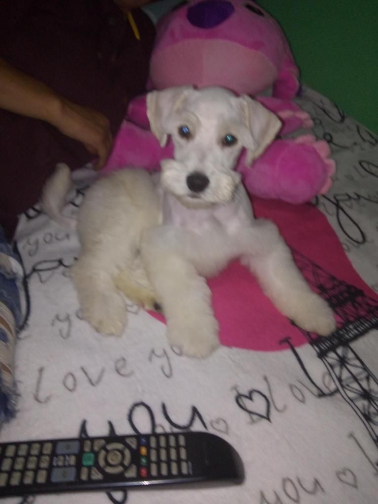 Vendo perrita schnauzer3 meses