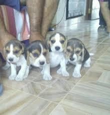 autenticos beagle carita gruesa