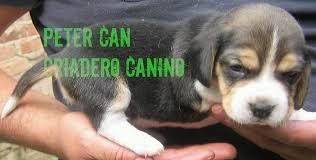 beagle tricolor garantia medica vacunados y desparasitados