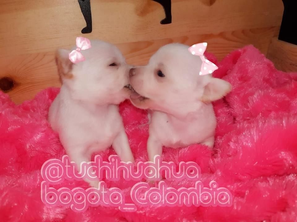 chihuahuas hembras en colombia