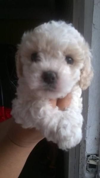 french poodle disponible para la venta