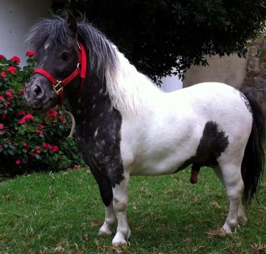 venta de saltos pony falabella