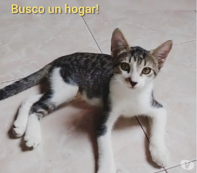 Busco un hogar que me quiera!