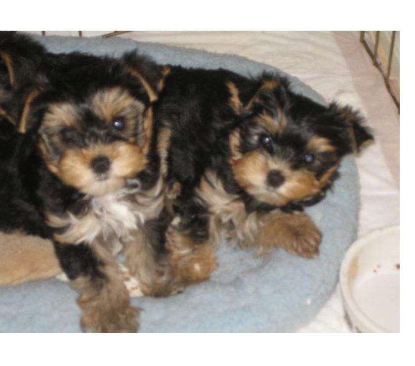 Raza Pequeña Yorkie Mini Machos y Hembras