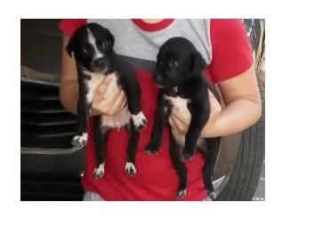 Adopción de cachorritos Criollos