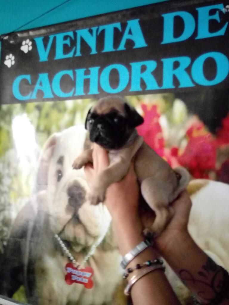 Bellos Pug Carlinos