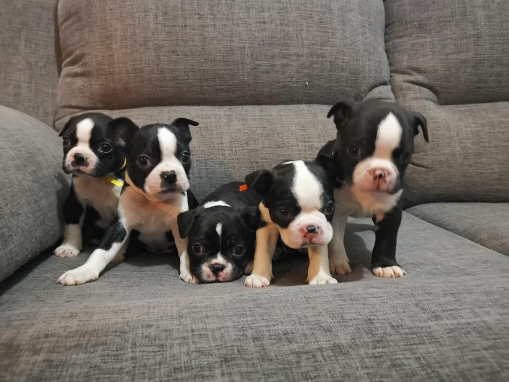 Boston Terrier Cachorros