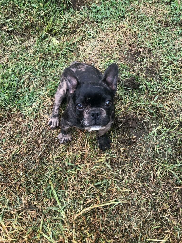 Bulldog Frances Mini (black Merle)
