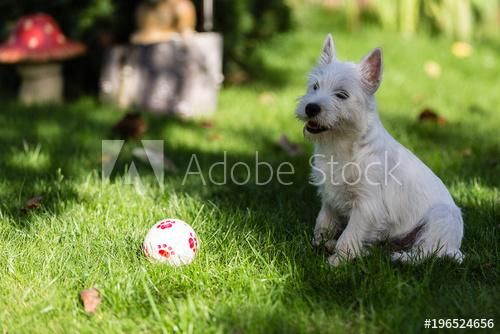 CACHORROS WESTY TERRIER VENDE TIENDA DE MASCOTAS EN CALI 15