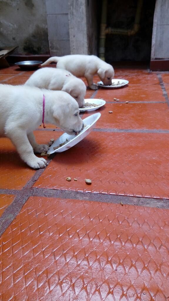 Cachorra de Labrador Pura