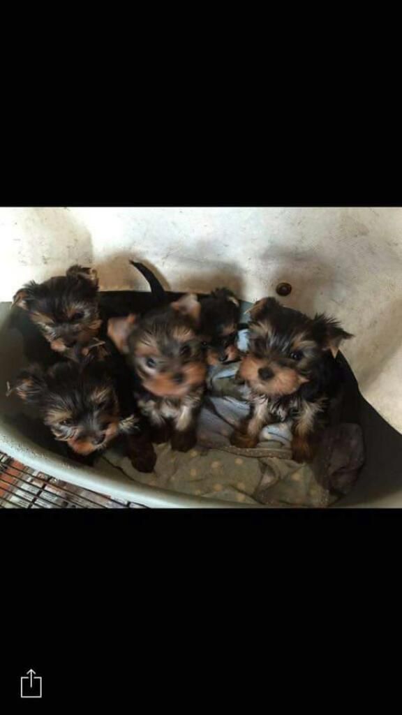 Cachorros Yorkshire Minis