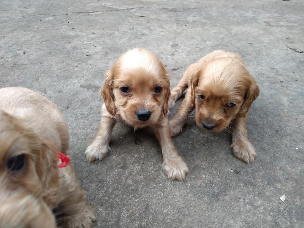 Cocker Spaniel