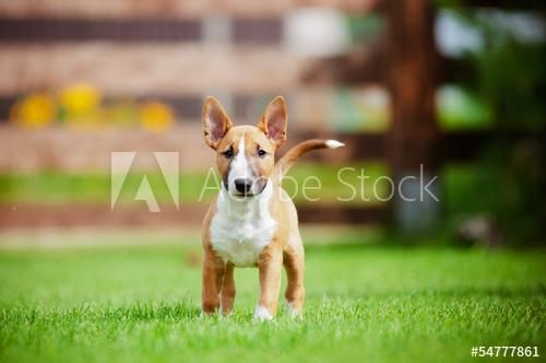 HERMOSOS CACHORROS BULLTERRIER VENDE TIENDA DE MASCOTAS EN