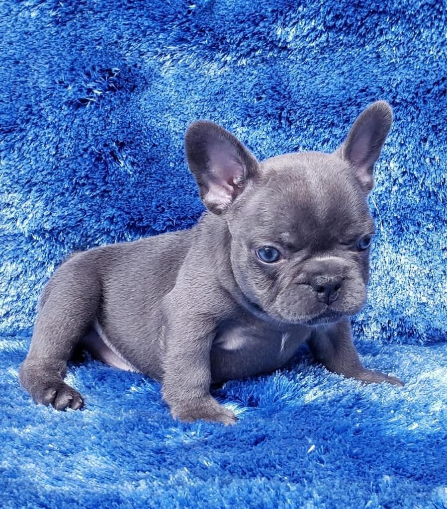Hermosa Cachorra Bulldog Francés Blue
